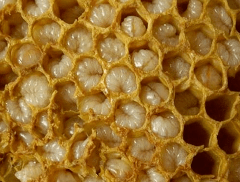 Bienenzuchtprodukte